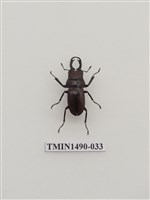 藏品(雙鉤鋸鍬形蟲)的圖片